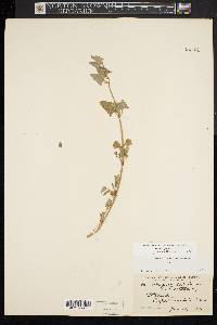 Atriplex prostrata image