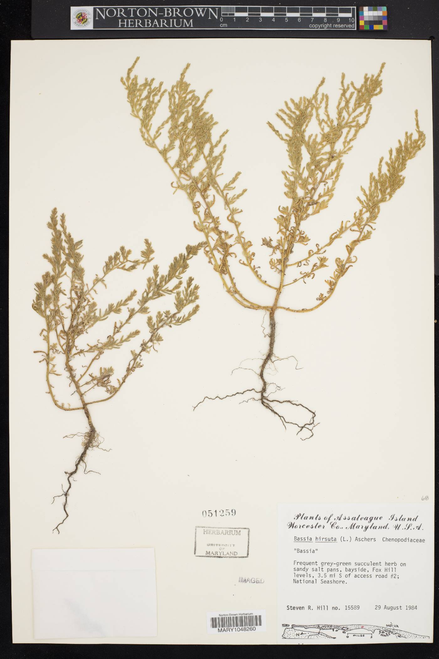 Bassia hirsuta image