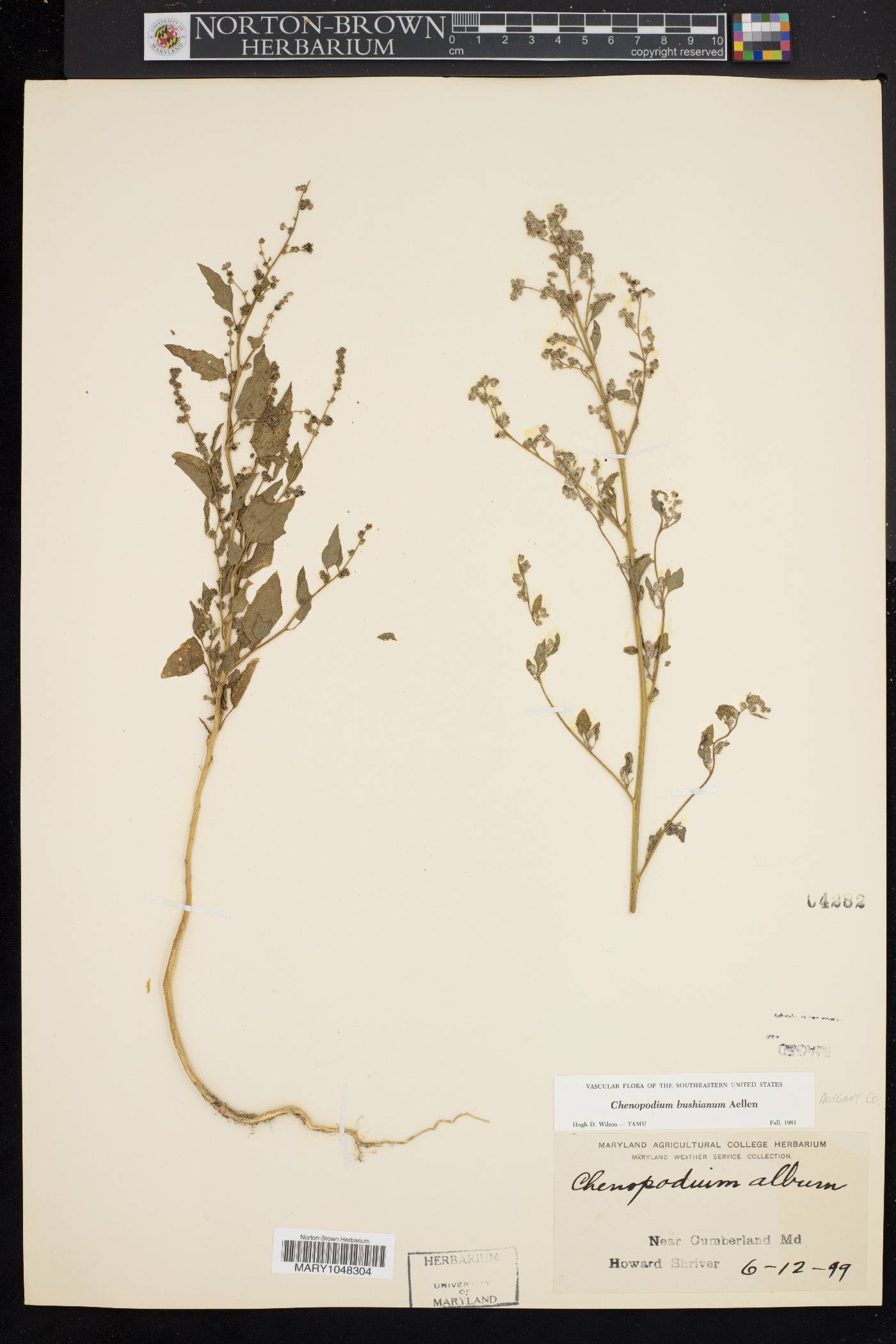 Chenopodium berlandieri var. bushianum image