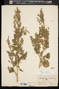 Chenopodium berlandieri image