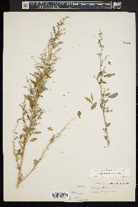 Chenopodium album var. missouriense image