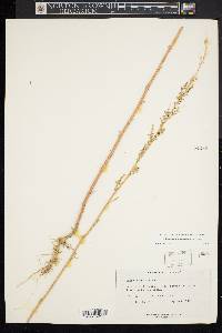 Chenopodium album var. missouriense image