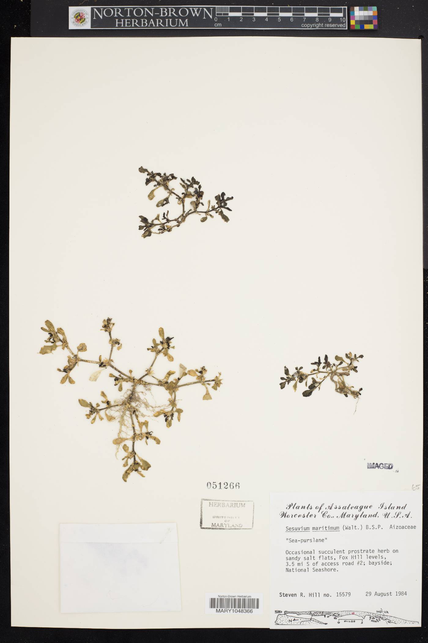 Sesuvium maritimum image