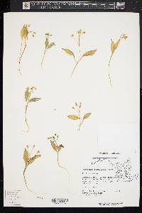 Claytonia caroliniana image