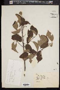 Cornus sericea subsp. sericea image