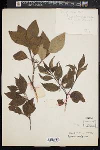 Cornus sericea subsp. sericea image