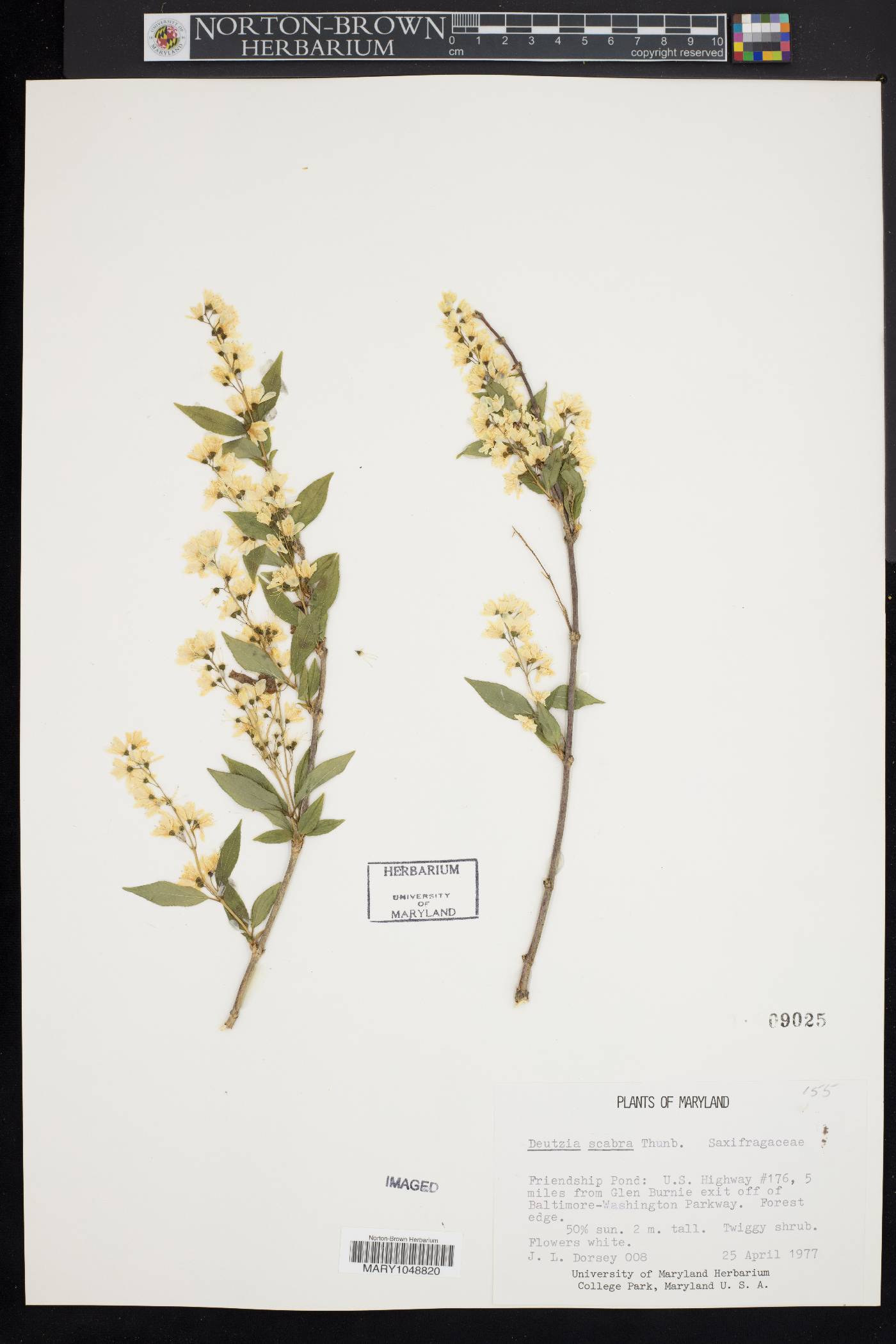 Deutzia scabra image