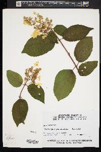 Hydrangea paniculata image