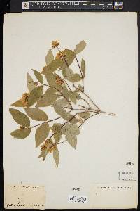 Philadelphus coronarius image