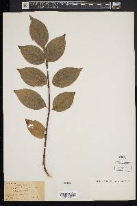 Philadelphus grandiflorus image