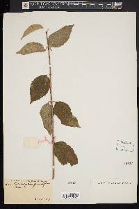 Philadelphus grandiflorus image