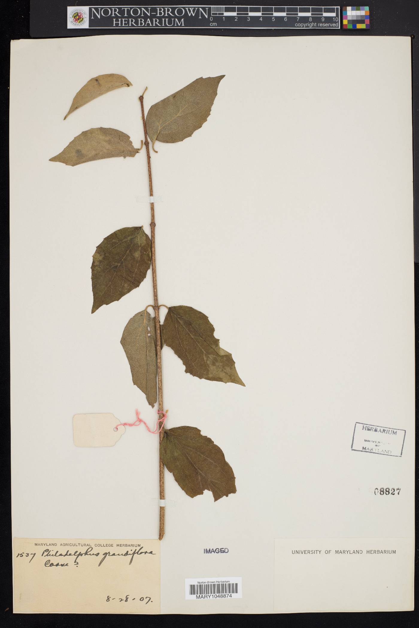 Philadelphus grandiflorus image