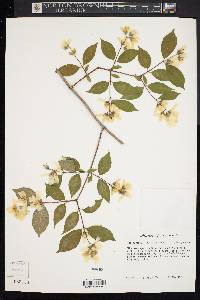 Philadelphus incanus image