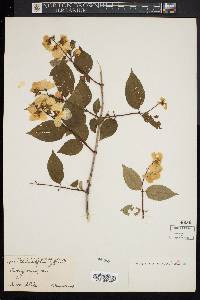 Philadelphus zelleri image