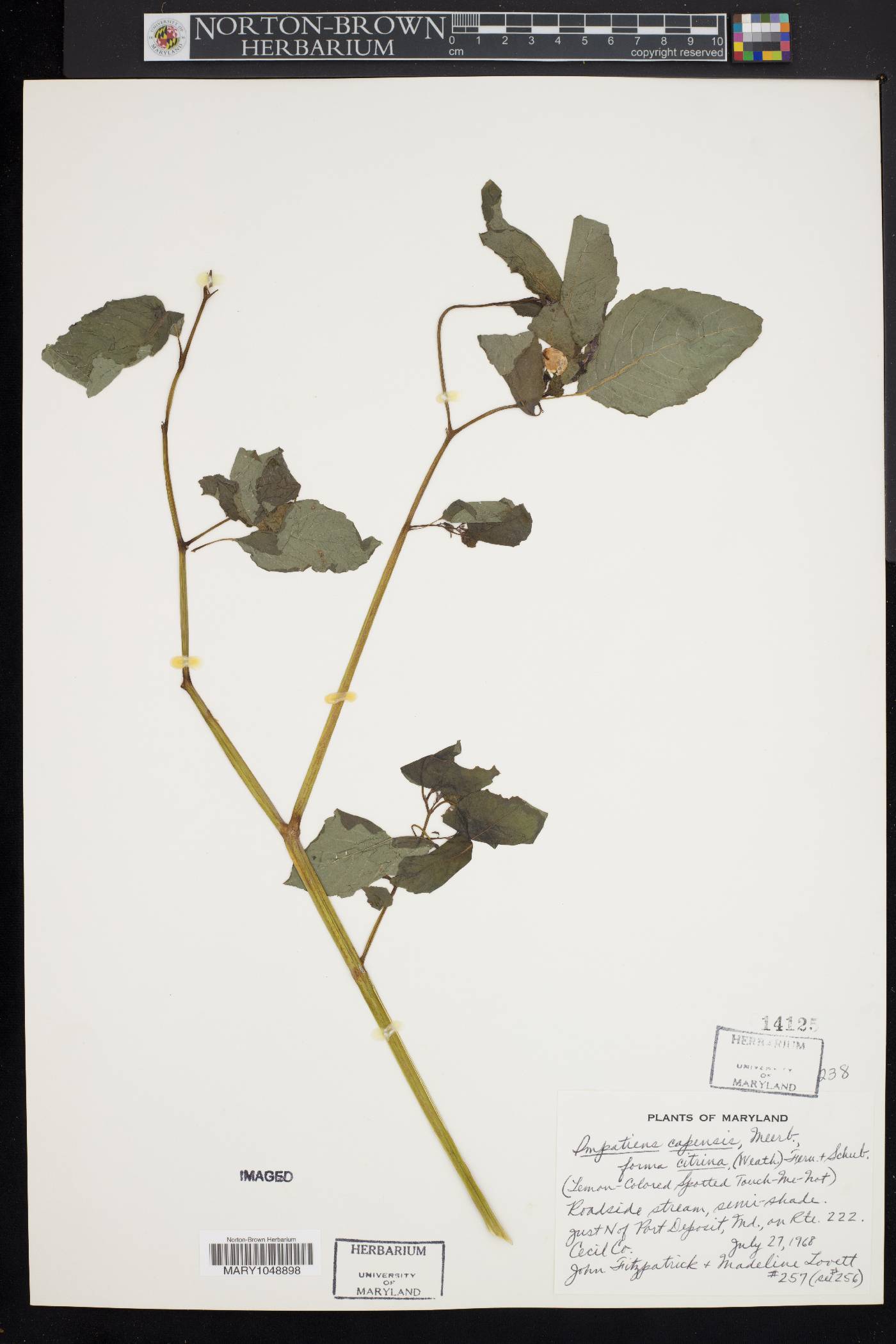 Impatiens capensis f. citrina image