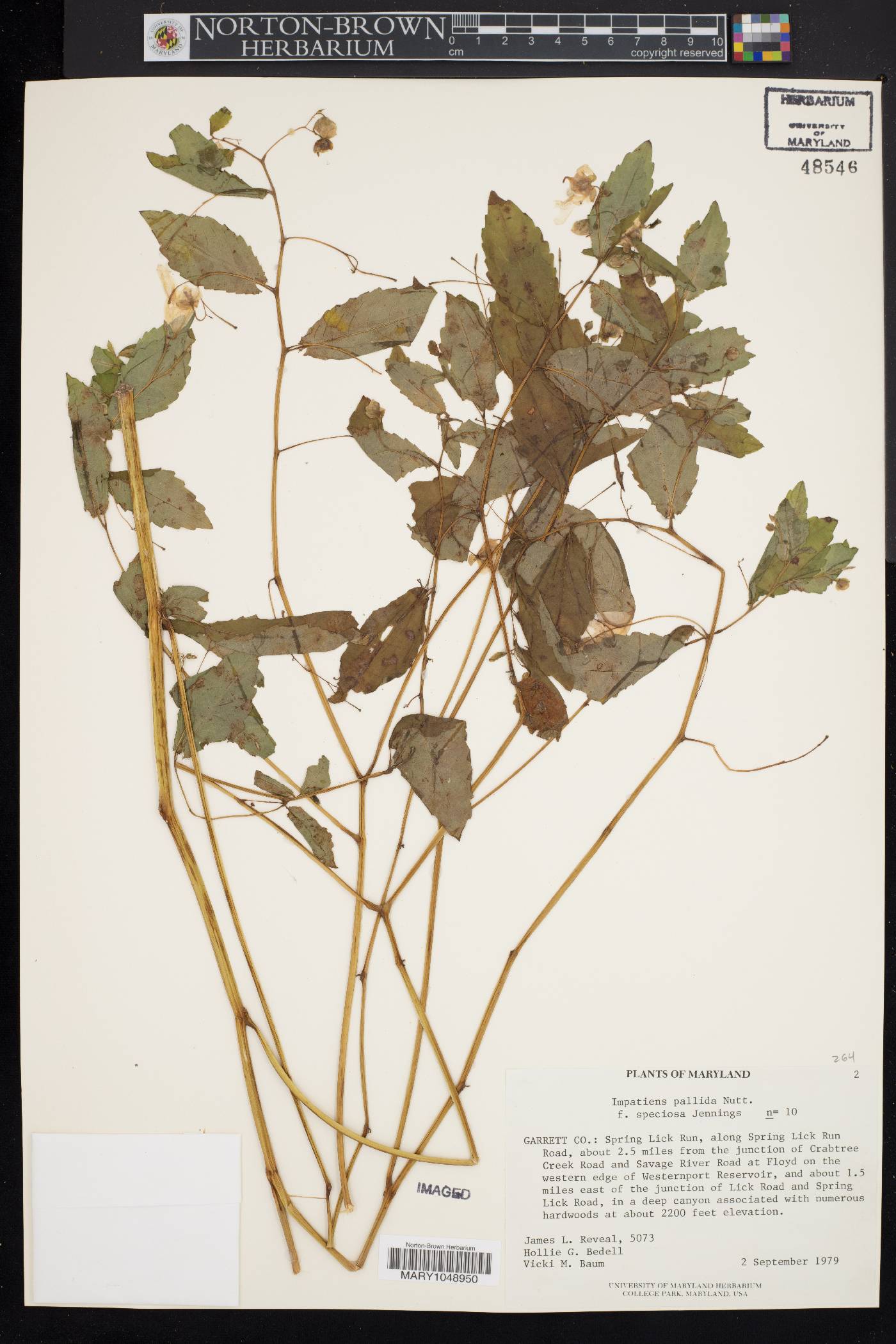 Impatiens pallida f. speciosa image