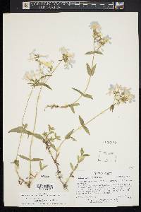 Phlox divaricata subsp. laphamii image