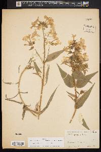 Phlox maculata subsp. maculata image