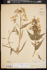 Phlox maculata image