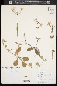 Phlox stolonifera image