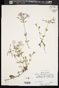 Phlox stolonifera image