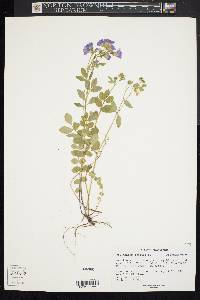 Polemonium reptans image