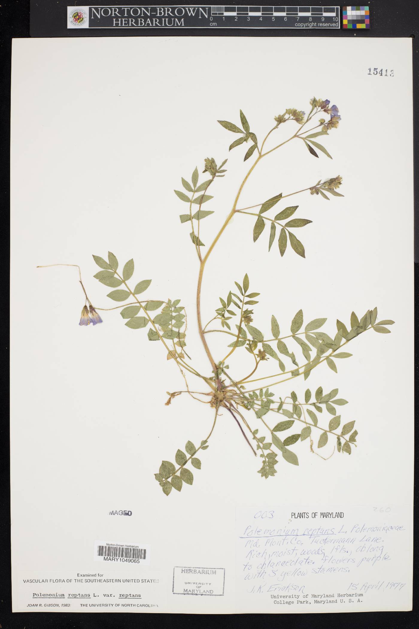 Polemonium reptans var. reptans image