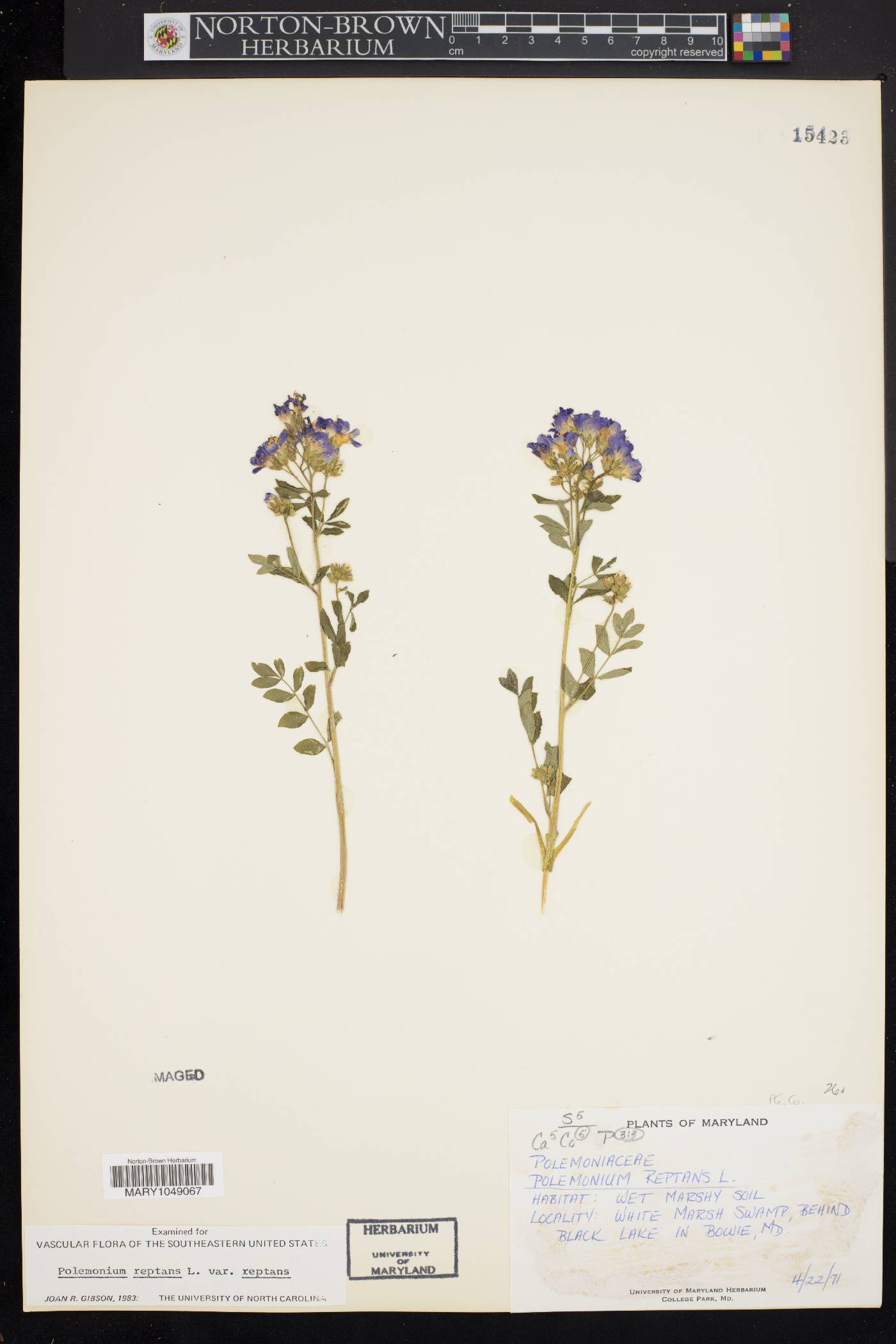 Polemonium reptans var. reptans image