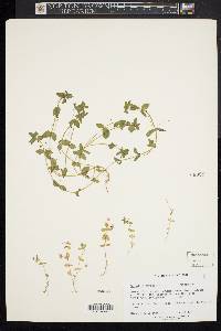 Lysimachia arvensis image