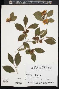 Stewartia sinensis image