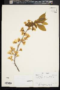 Halesia carolina image