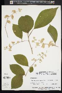 Pterostyrax hispidus image