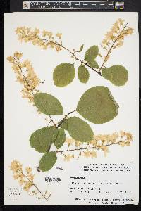 Styrax obassis image