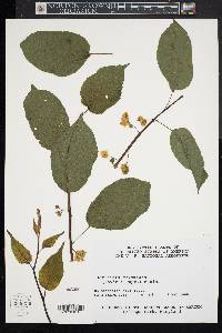 Actinidia kolomikta image