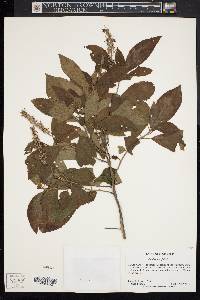 Clethra alnifolia image