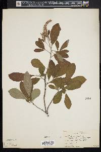 Clethra alnifolia image