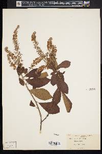 Clethra alnifolia image