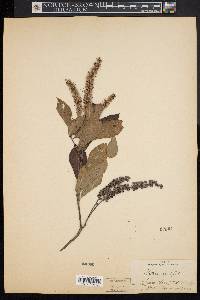 Clethra alnifolia image