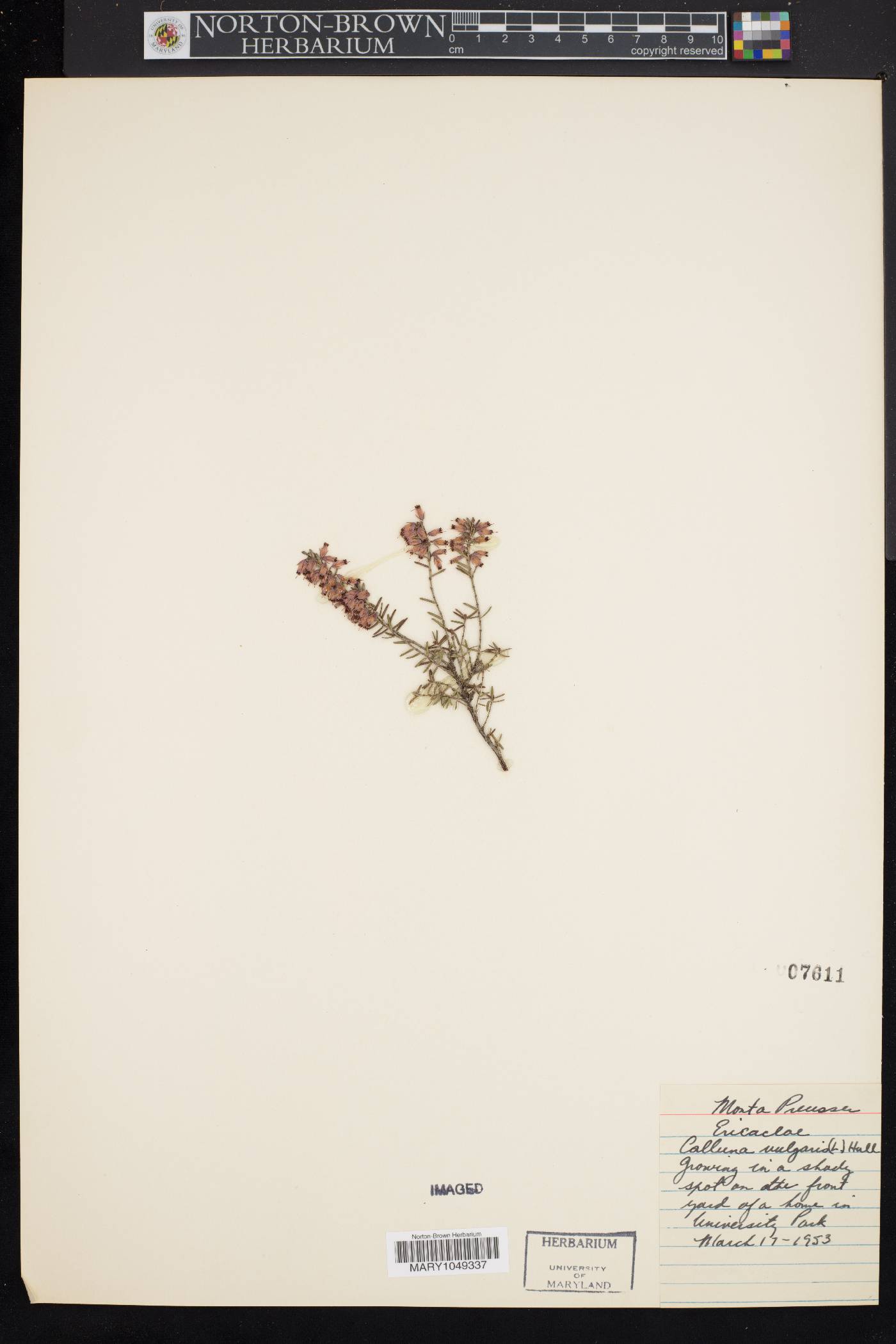 Calluna image