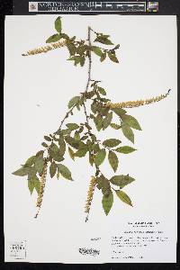 Eubotrys racemosa image