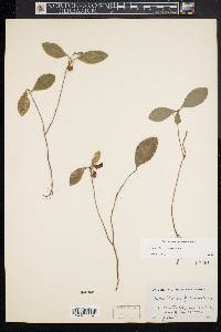 Gaultheria procumbens image