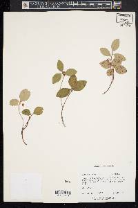 Gaultheria procumbens image