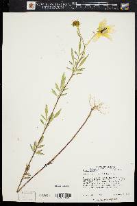 Bidens aristosa image