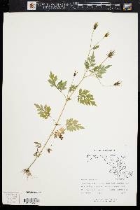 Bidens bipinnata image