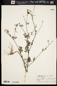 Bidens bipinnata image