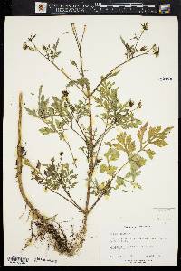 Bidens bipinnata image