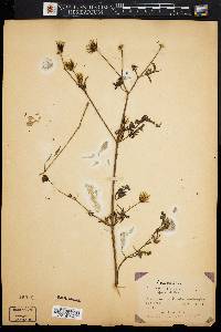 Bidens bipinnata image