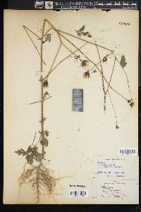 Bidens bipinnata image