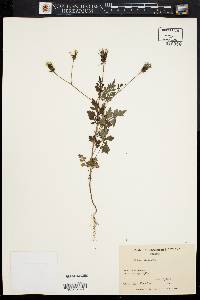 Bidens bipinnata image