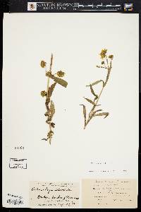 Bidens connata image